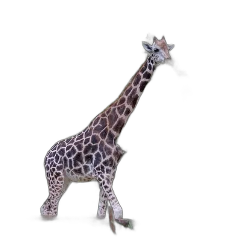animal, creature, staff, jewelry transparent PNG cut-out