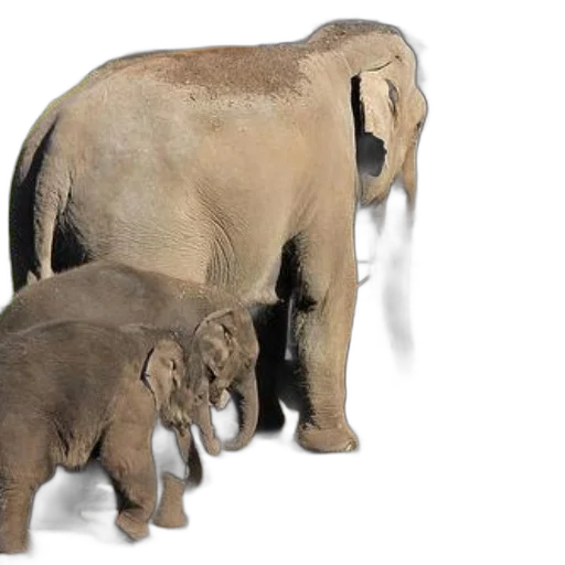 animal, 3d render, photorealistic, two transparent PNG cut-out