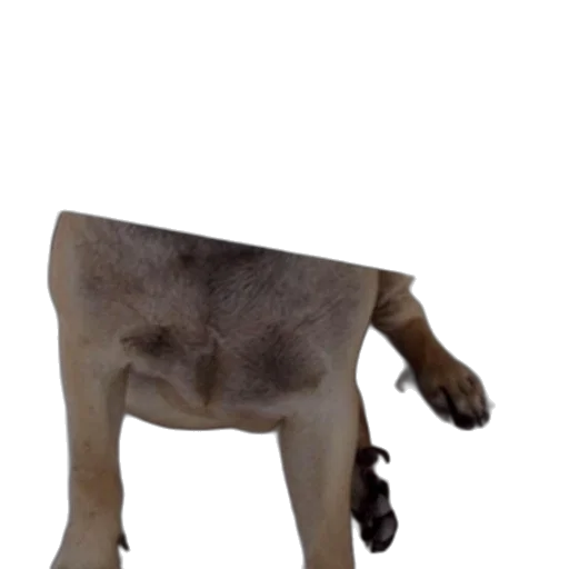 animal, creature, staff, robot transparent PNG cut-out