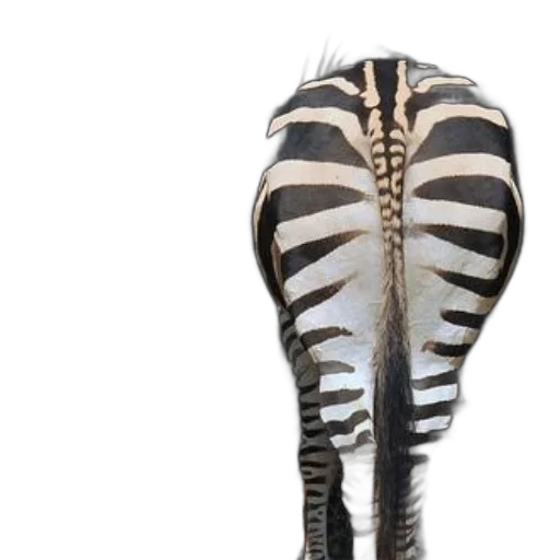 shoes, animal, jewelry, zebra transparent PNG cut-out