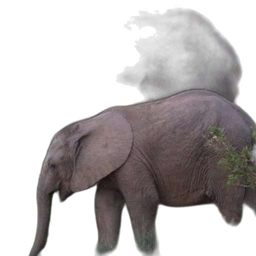 animal, creature, hair, dragon transparent PNG cut-out