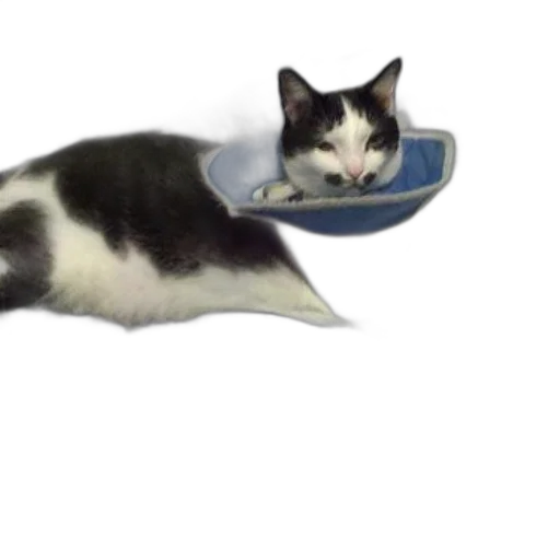shoes, animal, food, hat transparent PNG cut-out