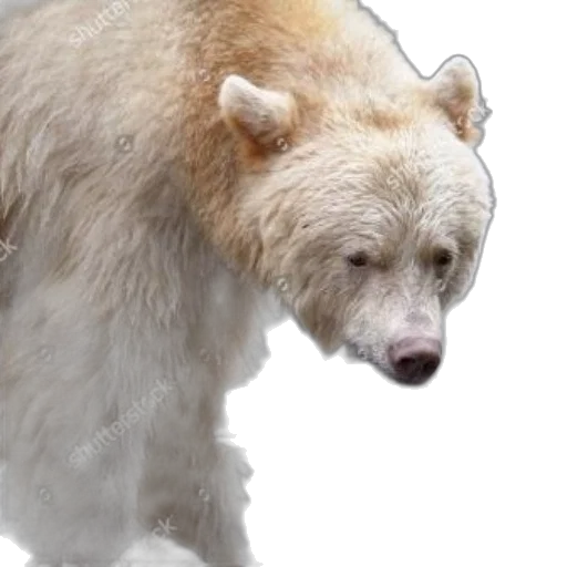 animal, creature, face, 3d render transparent PNG cut-out