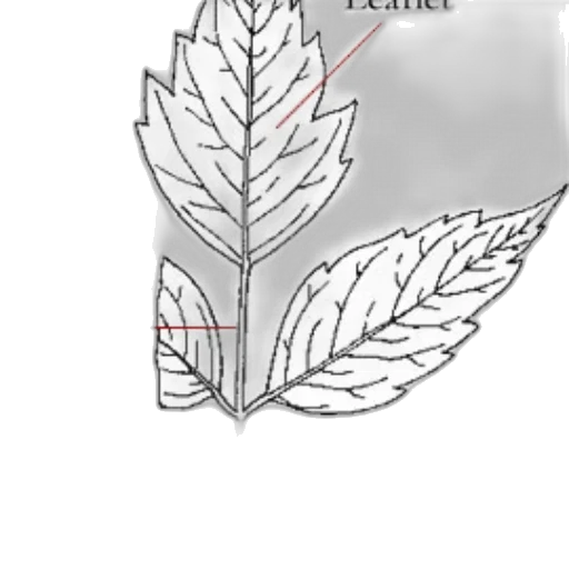 crown, jewelry, flower, jacket transparent PNG cut-out