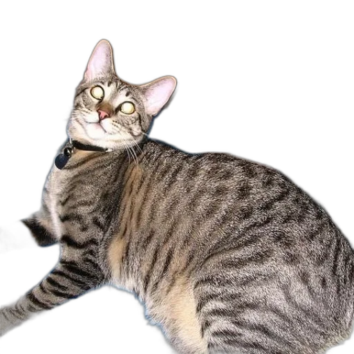 animal, creature, staff, weapon transparent PNG cut-out