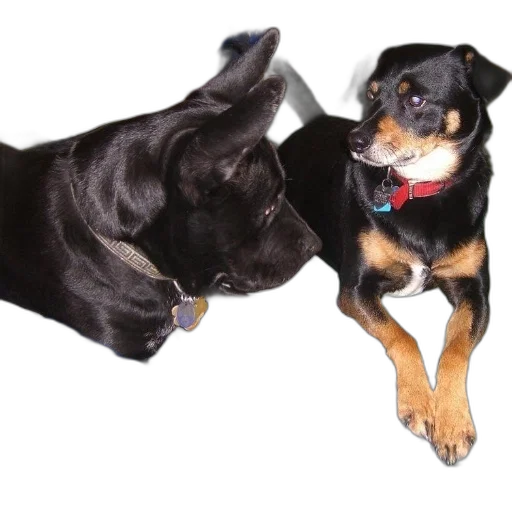 animal, two, dogs, lay transparent PNG cut-out
