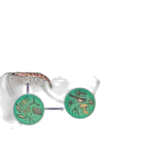 jewelry, weapon, crown, furniture transparent PNG cut-out