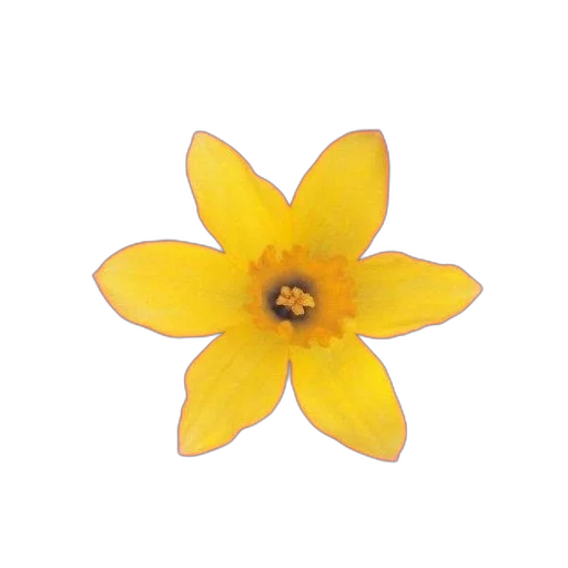 flower, crown, jewelry, staff transparent PNG cut-out