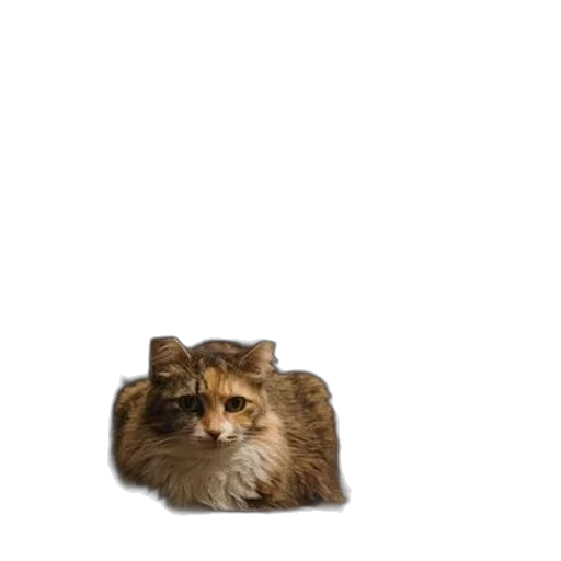 animal, crown, creature, furniture transparent PNG cut-out