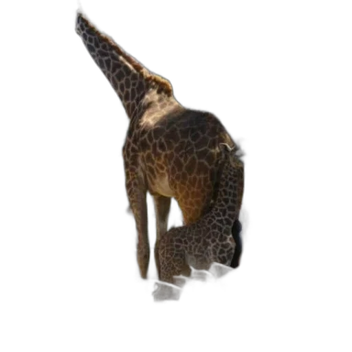 animal, hat, staff, creature transparent PNG cut-out