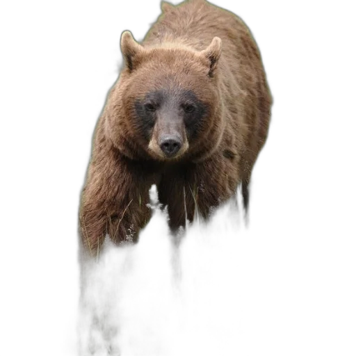animal, creature, face, staff transparent PNG cut-out