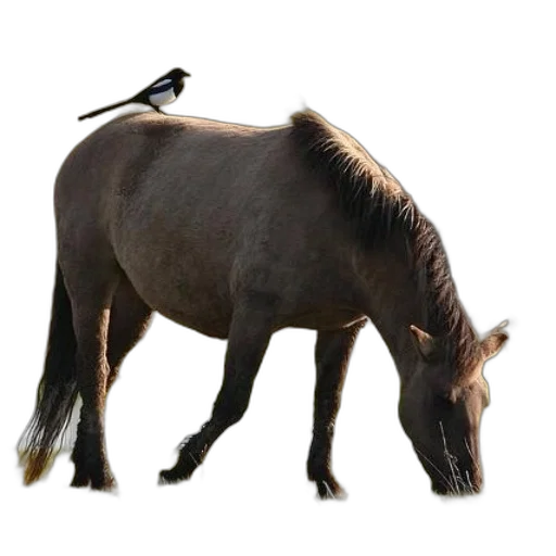 animal, staff, hat, hair transparent PNG cut-out