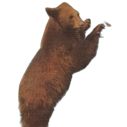 animal, creature, staff, food transparent PNG cut-out