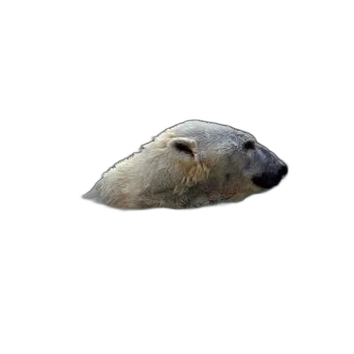 animal, face, creature, mask transparent PNG cut-out