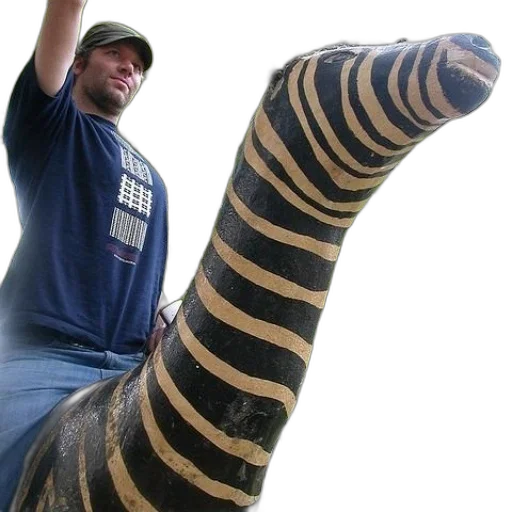animal, creature, staff, weapon transparent PNG cut-out