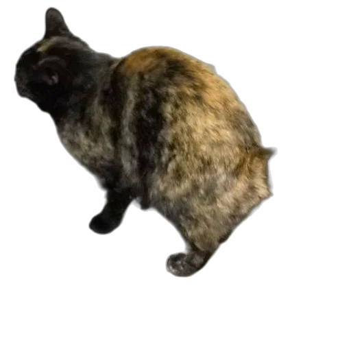 animal, creature, dress, staff transparent PNG cut-out