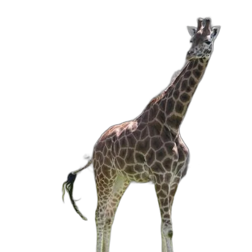 animal, creature, staff, jewelry transparent PNG cut-out