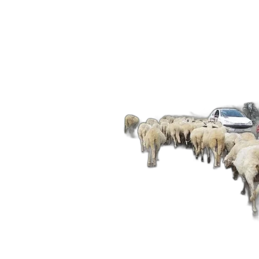 animal, car, weapon, hair transparent PNG cut-out