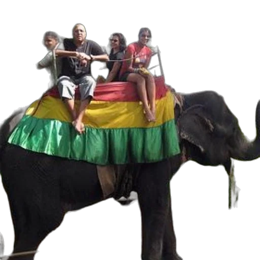 animal, group, people, ride transparent PNG cut-out