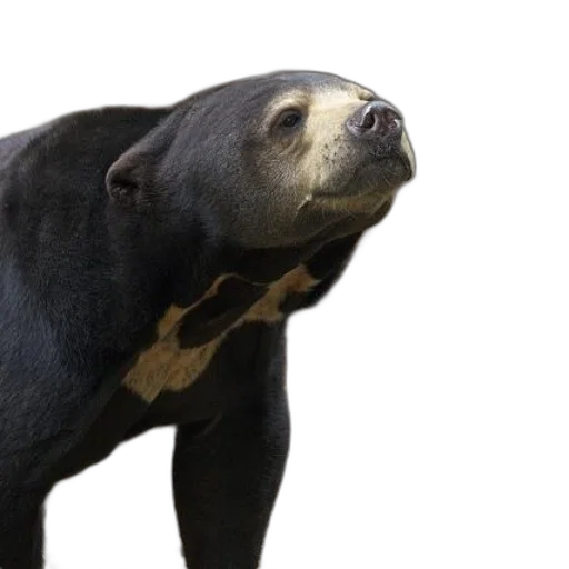 animal, creature, staff, 3d render transparent PNG cut-out