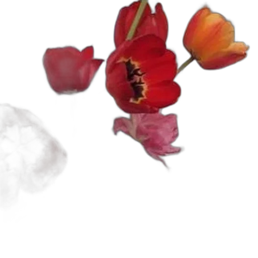 flower, crown, food, jewelry transparent PNG cut-out
