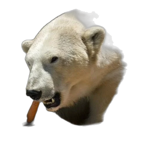 animal, creature, staff, food transparent PNG cut-out