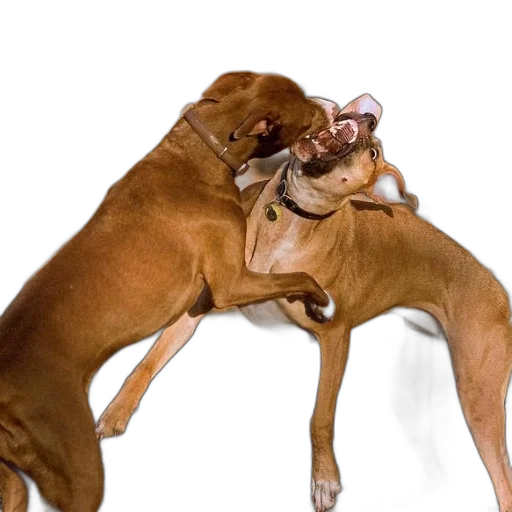 animal, creature, photorealistic, two transparent PNG cut-out