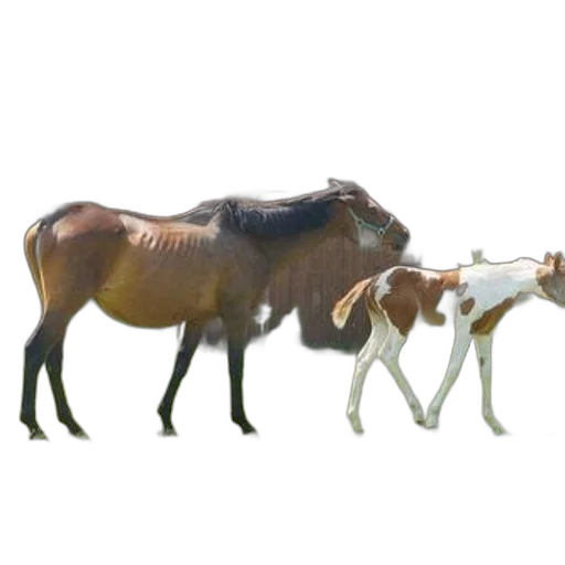 animal, staff, creature, jewelry transparent PNG cut-out
