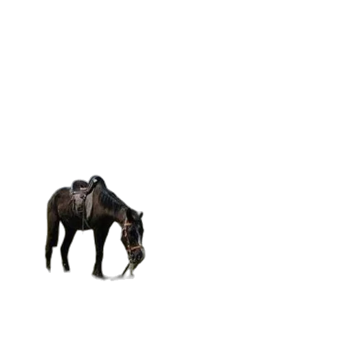 animal, creature, hat, furniture transparent PNG cut-out