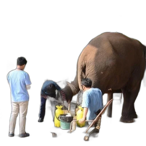 animal, staff, umbrella, concept art transparent PNG cut-out