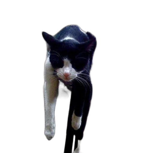 staff, umbrella, hat, animal transparent PNG cut-out