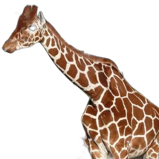animal, creature, hat, staff transparent PNG cut-out
