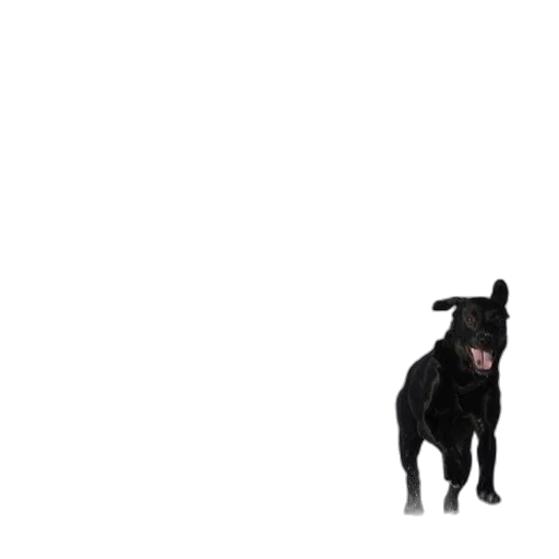 animal, creature, staff, hat transparent PNG cut-out