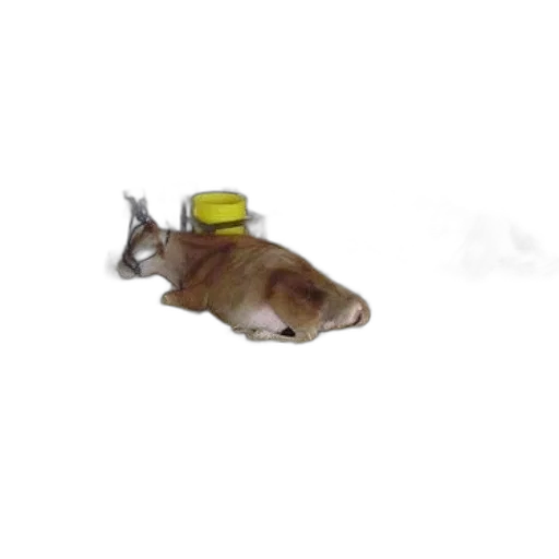 hat, animal, shoes, weapon transparent PNG cut-out