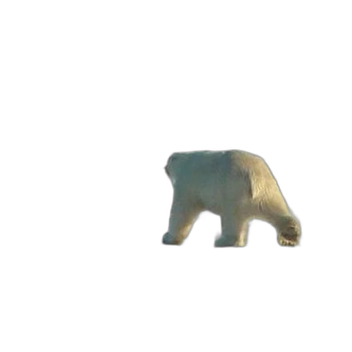 animal, creature, car, staff transparent PNG cut-out