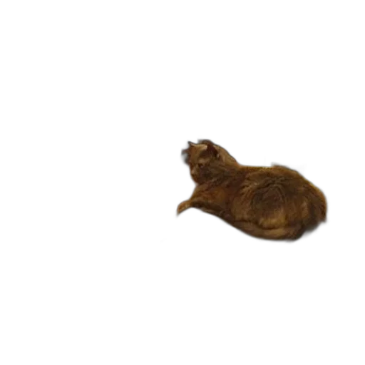 animal, creature, hair, food transparent PNG cut-out