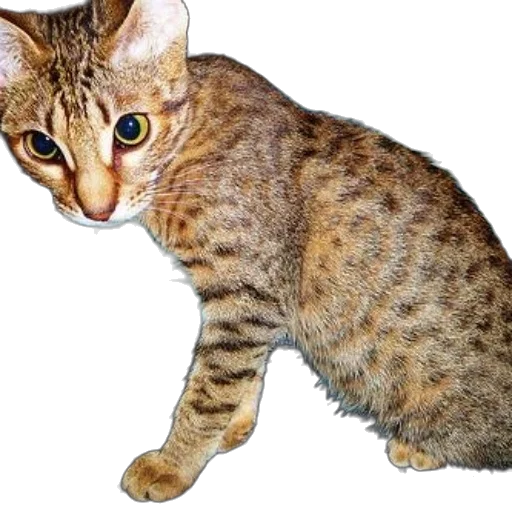 animal, creature, staff, jewelry transparent PNG cut-out