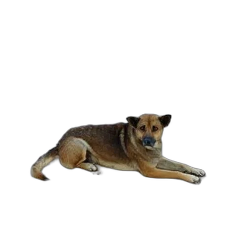 animal, staff, creature, furniture transparent PNG cut-out