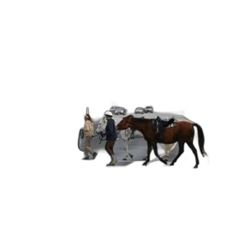 animal, furniture, crown, hat transparent PNG cut-out