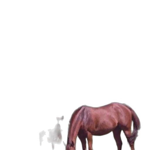 animal, creature, furniture, staff transparent PNG cut-out
