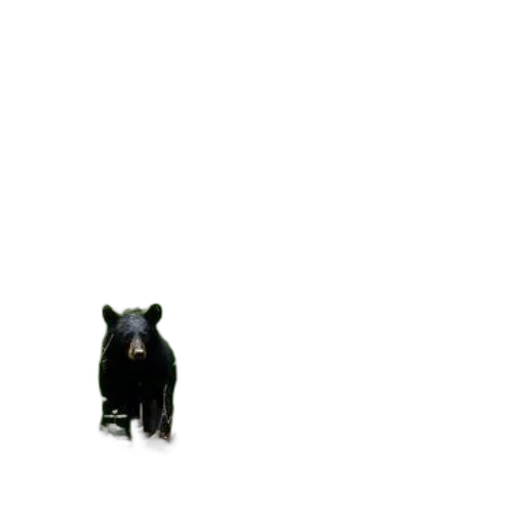 animal, creature, staff, hat transparent PNG cut-out