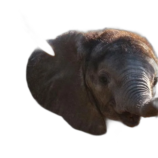 animal, creature, face, staff transparent PNG cut-out