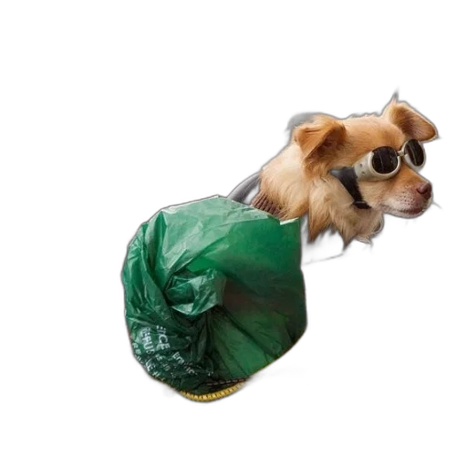 animal, umbrella, jacket, creature transparent PNG cut-out