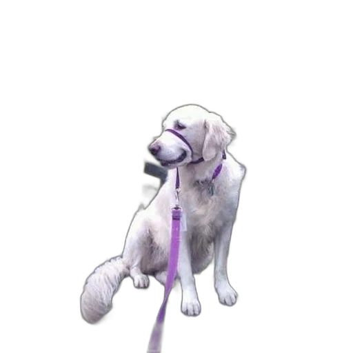 staff, animal, creature, concept art transparent PNG cut-out