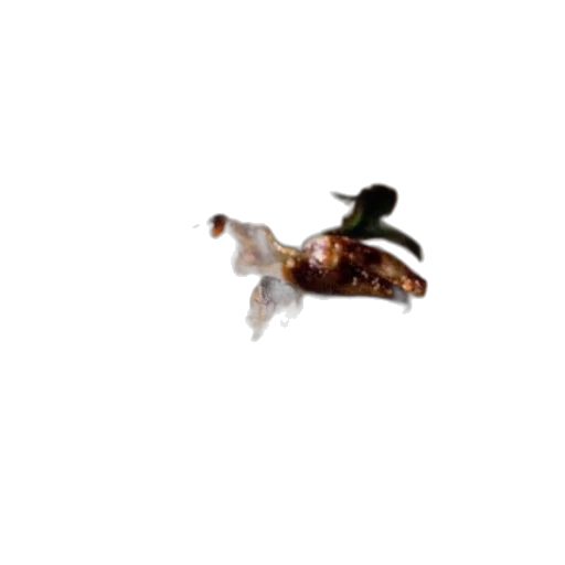 animal, flower, dragon, food transparent PNG cut-out