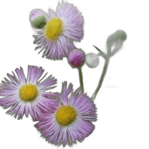 flower, crown, jewelry, staff transparent PNG cut-out