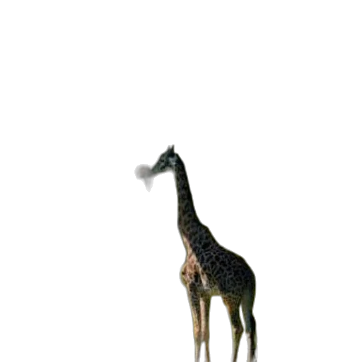 animal, creature, staff, hat transparent PNG cut-out
