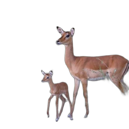 animal, creature, crown, 3d render transparent PNG cut-out