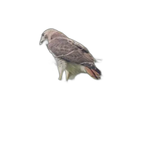 animal, creature, jacket, hair transparent PNG cut-out