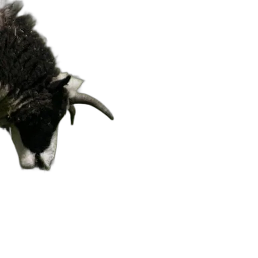 animal, mask, creature, hat transparent PNG cut-out